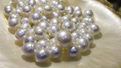 Pinctada maxima oysters, found at Willie Creek Farm, produce the biggest pearls in the world. Getty Images
