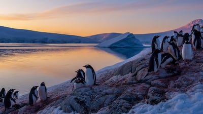 The penguin inhabitants of Heard Island and McDonald Islands in the southern Indian Ocean may be unaware of the US's series of trade levies imposed upon by President Donald Trump, but the swing to protectionism is alarming many countries. Image: UK Antarctic Heritage Trust