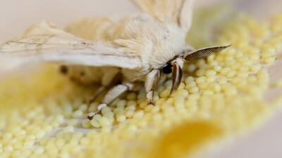 A silkmoth is seen at a research centre in Padua. The Padua research unit houses some 200 different genetic types of silkworm. Alessandro Bianchi / Reuters