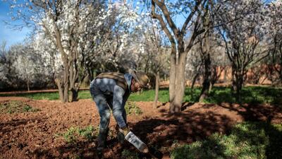 Villager Mohammed Tamejout, 26, works on his farm in the town of Kasbah Ellouze, near Ouarzazate, Morocco, on February 2, 2016.
