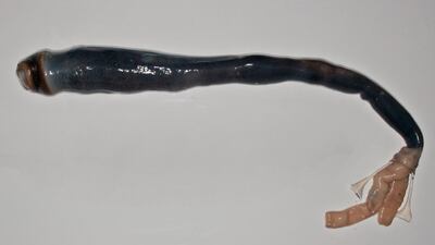 The giant shipworm can grow up to 155 centimetres in length and eats nothing more than the waste products of the micro-organisms that live in its gills. Marvin Altamia / AFP Photo