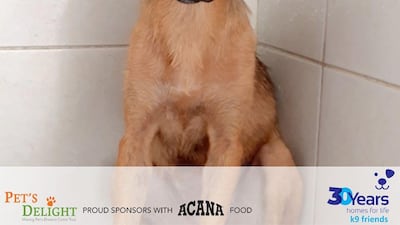 NAME: Maya. SEX: Female. DATE OF BIRTH: 03.12.2019. SIZE (when fully grown): Medium. BREED: Mix. INFO: Maya was born and raised at an equestrian centre and arrived at K9 Friends with eight siblings. She is a well socialised, energetic pup and good with other dogs. For more information on adoption, call the office on 04 887 8739 Saturday, Tuesday, or Thursday 9am-1pm.