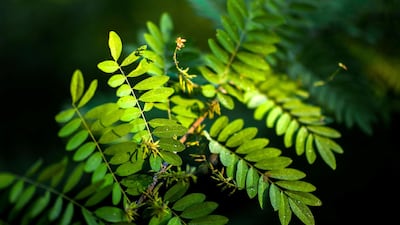 The indigo plant's leaves turn blue when they are fermented. Alamy Stock Photo
