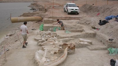 A humpback whale skeleton found in Abu Dhabi in 2006 sheds light on the climate and sea level during that time. Photo courtesy Dr John Stewart