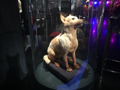 Russian space dog Belka, who returned to Earth safely in August 1960. Her remains are displayed at the museum to Russian space in Moscow. James Langton