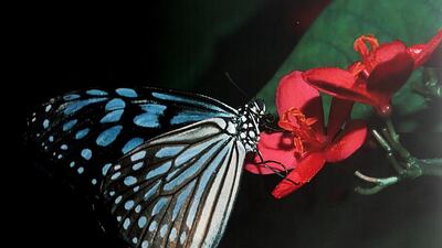 Satish Kumar / The National