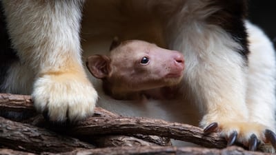 A Matschie's tree kangaroo emerges from its mother's pouch at the Bronx Zoo in New York. The joey is the first of its species born at the zoo since 2008. Bronx Zoo / AP
