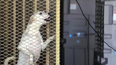 She has rescued hundreds of animals over the past 17 years, including 12 sets of mums and puppies in the last two months alone.