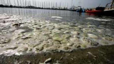 Oil spill pollute the water of Dubai Offshore Sailing Club in Jumeira beach road, Dubai.