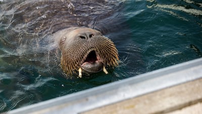 Freya the walrus in Frognerkilen bay, Norway. The marine mammal has damaged and often sunk small boats anchored along the Nordic coast after trying to get on board to relax on them. EPA