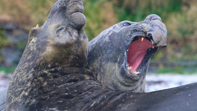 A pair of elephant seals on the island of Tristan da Cunha in the South Atlantic, where a marine protection zone has been created to safeguard wildlife. AP