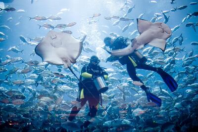 Divers swim with sharks in The Dubai Mall aquarium. Courtesy Lauren Lancaster / The National