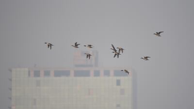 The sanctuary lies on the highly polluted Yamuna river shared by the twin cities of Delhi and Noida, but efforts are under way to reduce waste and emissions from the concrete jungles