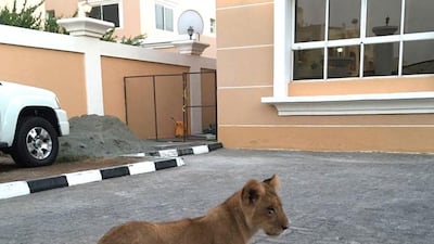 Readers call for an end to the practice of keeping wild animals as pets.