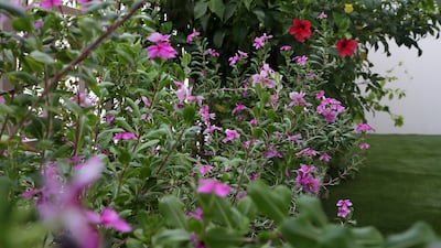 Flower trees shot in the peak of summer in the Dake front yard