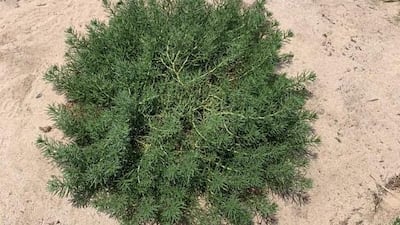 A new species of Harmal plant has been discovered for the first time in UAE. Courtesy: Wam