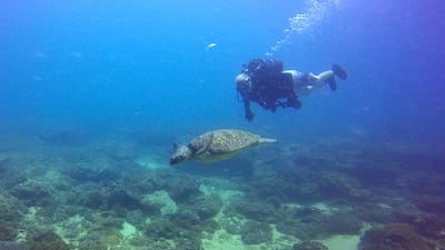 Mark Slingo, director of training and marketing at Disabled Divers International, enjoys the wonders of the sea. Courtesy Mark Slingo
