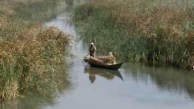 A Marsh Arab paddles a boat loaded with reeds he gathered in the historic swamplands.