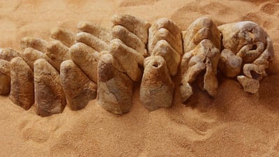 View of a third molar from the four-tusked elephant, Stegotetrabelodon syrticus, discovered at Ras Dubayah in Abu Dhabi’s western region. Courtesy Adias