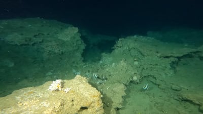 Marine life and coral at the 144-metre site. Photo: Simon Nadim / XR Hub