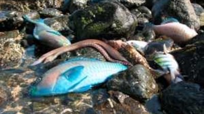Parrot fish and sergeant major fish such as these at Snoopy Island in Dibba, have been among the casualities of the red tide.