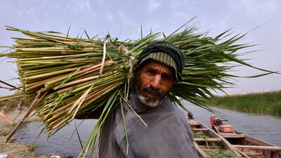 A man carries the harvested grass-like plants.