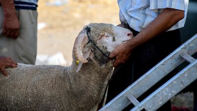 A sacrificial animal at a livestock market in Rabat, Morocco. EPA
