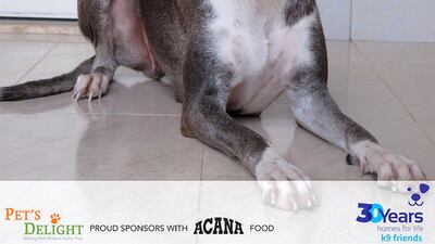 Anantara is a gentle girl who came to K9 at two years old with a friend and lots of puppies she was helping care for. The puppies have now mostly found homes of their own and now it’s her turn. She has lots of love to give and loves her walks. Vaccinated, spayed and deserves a family of her own. Courtesy K9 Friends Dubai