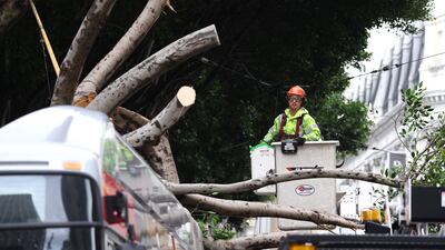 A tree that fell on a commuter bus in San Francisco. Getty / AFP