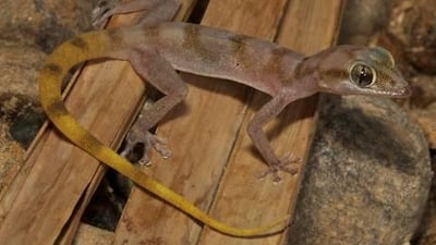 Among those previously only found in other regions is Gallagher’s leaf-toed gecko, or Asaccus gallagheri.