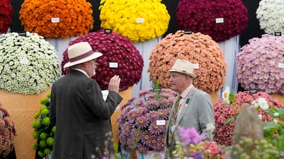 A display of John Peace Chrysanthemums. AP