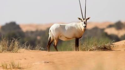 Reseachers have found that reintroducing the oryx into the safe haven of the Dubai Desert Conservation Reserve has not been enough to ensure their revitalisation. Sarah Dea / The National