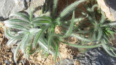 The herb Plantago ovata is covered in wispy white hair and blossoms with tiny cream flowers. Photo courtesy: Government of Ras Al Khaimah.