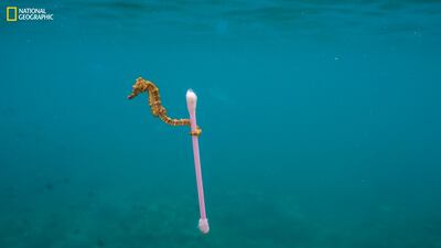 This 'National Georgraphic' image captures in one unassuming click how our oceans are mindlessly being choked by plastic waste. Courtesy National Geographic