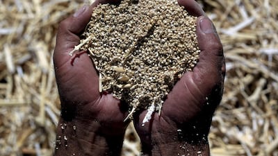 To successfully grow quinoa the government needs to source a diversity of seeds. Lisawiltse/ Bloomberg