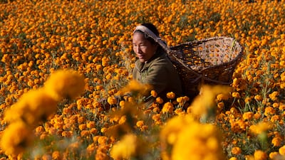 A woman collects makhmali flowers, an auspicious symbol for the Diwali festival, near Kathmandu, Nepal. EPA