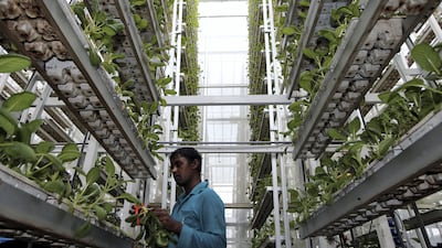 A vertical farm for vegetables in Singapore. The number of local farms in the city-state grew about 18 per cent to 260 in 2021. Reuters
