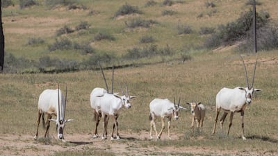 Arabian Oryx at Al Wadi desert reserve in Ras Al Khaimah. Antonie Robertson / The National