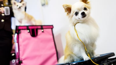 Two Long Coat Chihuahuas Hot Rod (R) and Sapphire (L) await their turn in the judging ring. Photo: EPA