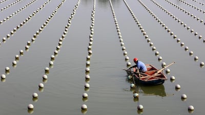 A worker checks on oysters at a cultured pearl farm in Huaian, Jiangsu province, China. Reuters