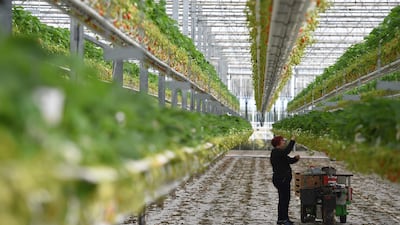 A woman picks strawberries at a farm in Sainte-Livrade-sur-Lot, southwestern France, AFP