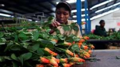 A worker at the Maridadi flower company in Naivasha, Kenya, arranges a bunch of roses for export.