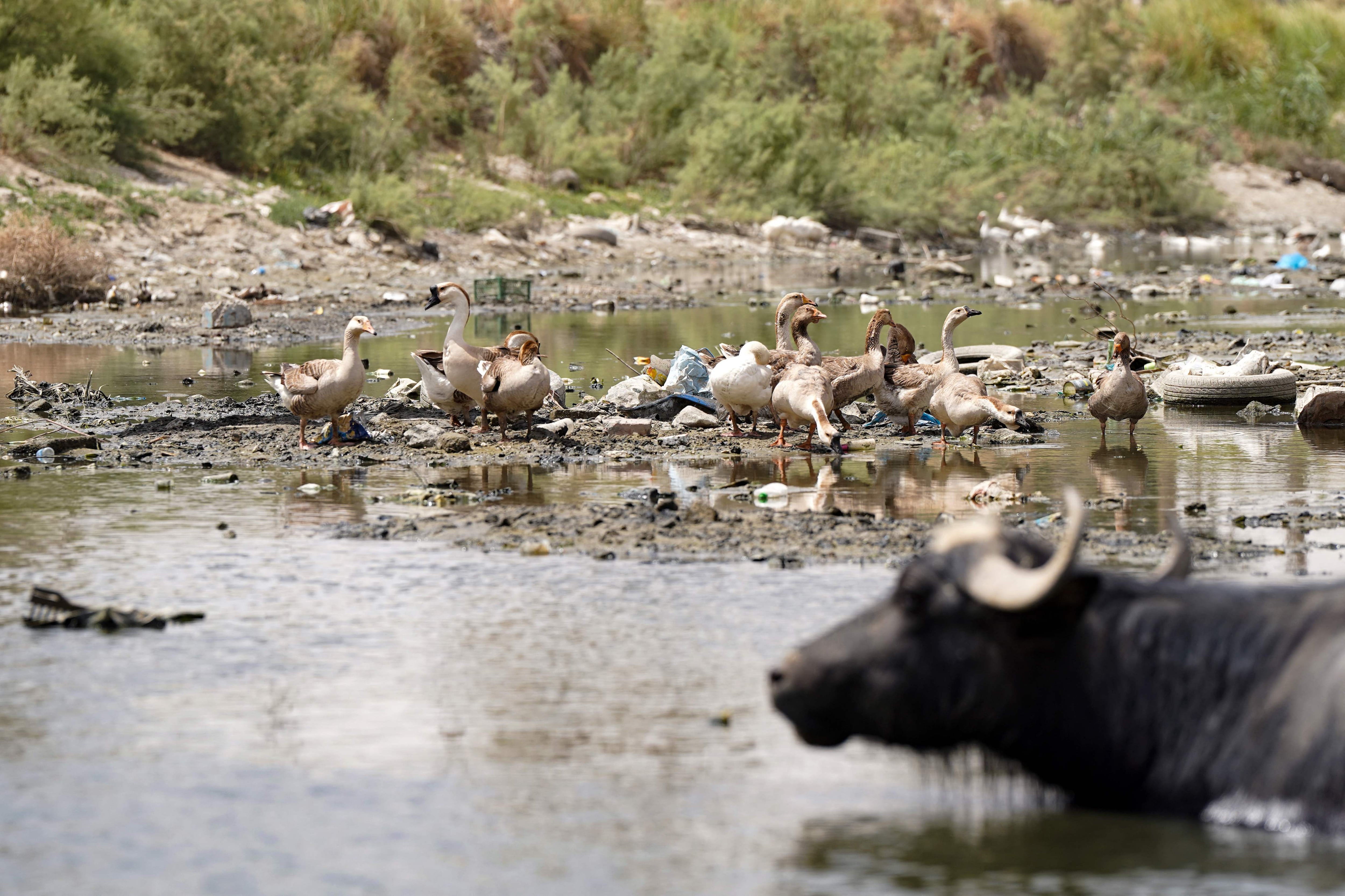 Ducks gather and a water buffalo cools down in a stream in Mishkhab, Iraq