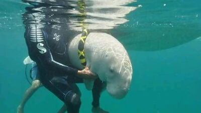 Emirates Environment Agency divers have tagged the gentle creatures to keep track of their movements.