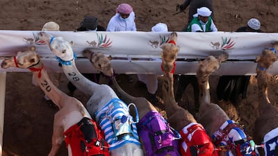 Handlers set camels equipped with robot jockeys for a race. AFP