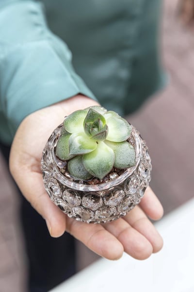 Arrange succulents in spare glassware