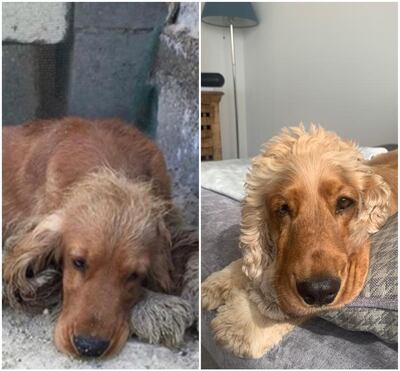 Wilson was rescued after a man saw him alone at a beach in Abu Dhabi. Courtesy Ainslie Andrews