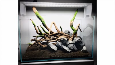 Goga sources the tanks, driftwood, plants, rocks and fish from all over the world, including Denmark, Indonesia, Japan and the UAE.