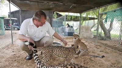 Alan Stephenson with cheetahs at the breeding project for reintroduction at of Sheikh Butti’s private collection in Al Zabeel. Antonie Robertson / The National