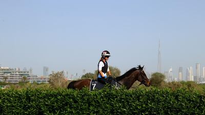 Morning track work ahead of the Dubai World Cup, with downtown Dubai's high-rises in the background. Getty Images